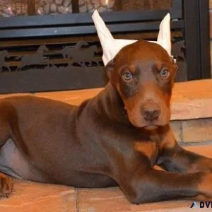 Well Trained Doberman Pinscher puppies Available