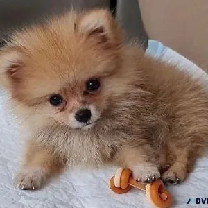 Well Trained Pomeranian Puppies For Sale