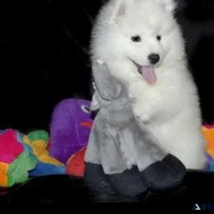 Looking for Samoyed for Sale