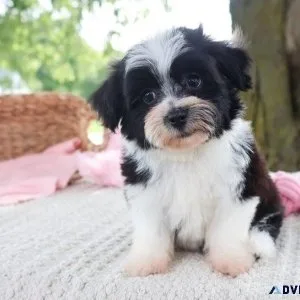 Male and female Havachon puppies available