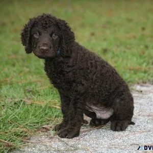 Adorable Irish Water Spaniel Puppies Available For Sale