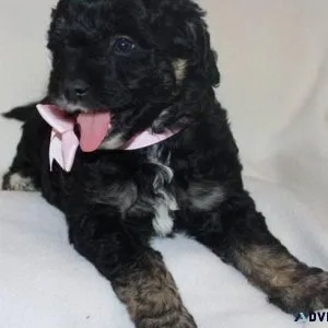 Cute Golden Cocker Retriever Puppies for sale.