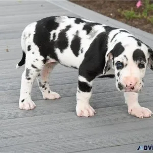 Adorable Great Dane Puppies for sale
