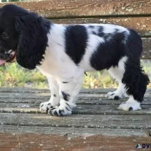 Cocker Spaniels Puppies For Sale