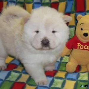Chow Chow Puppies For Sale