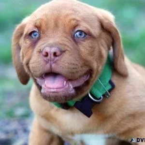 Dogo De Bordeaux Puppies For Sale