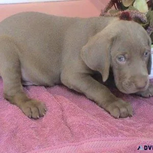 Weramaner Puppies