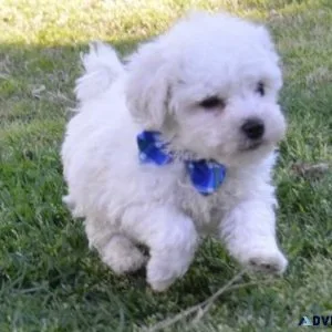 AKC Reg Bichon Frise Puppies For Sale