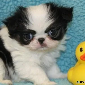 Japanese Chin Puppies for Sale