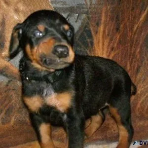 Home Raised Dobermann Pinsher Puppies