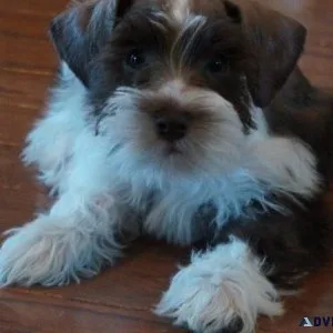 Miniature Schnauzer Puppies