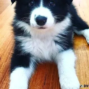 Border Collies Puppies For Sale