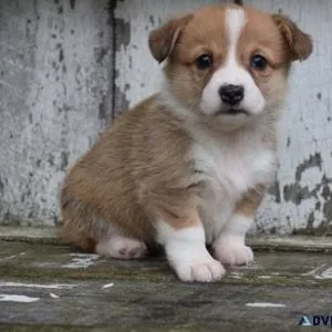 Pemborke Welsh Corgie Puppies