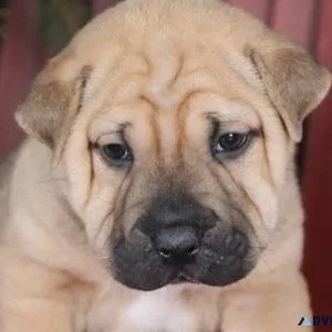 Chinese Shar-Pei Puppies For Sale