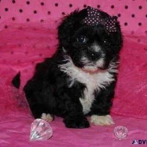 Lhasa Apso Puppies