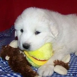 Pure Breed Great Pyrenees Puppies