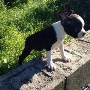 Boston Terrier Puppies For Sale Now