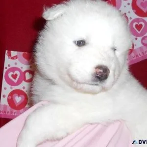 Humble Samoyed Puppies