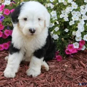 Old English Sheepdog Puppies