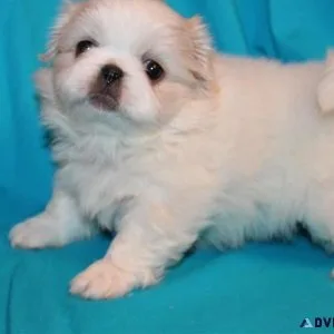 Pekingese Puppies