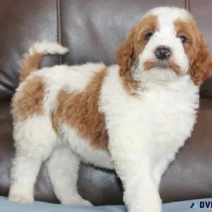 Irish Setter Puppies