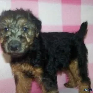 Welsh Terrier Puppies