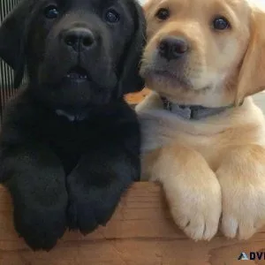 Full Bloodlines Labrador Retriever Puppies