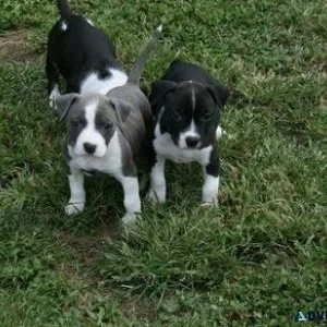 Stunning Litter of American Staffordshire Terrier puppies