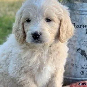 Top Quality Goldenoodle Puppies