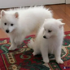 AKC Japanese Spitz Puppies