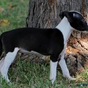 Italian Grey Hound Puppies