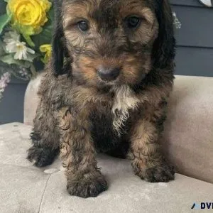 Bernedoodle Puppies