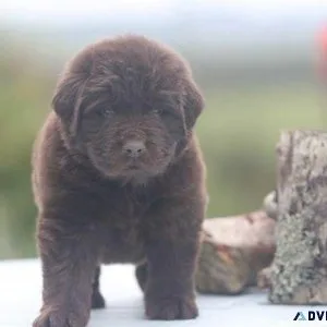 Newfoundland Puppies