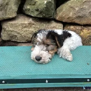 Sweet Fox Terrier Puppies