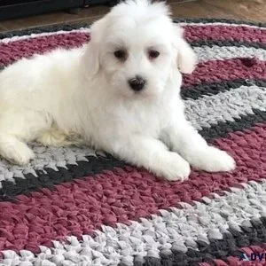 Coton De Tulear Puppies for Sale