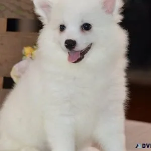 Top home raised American Eskimo puppies