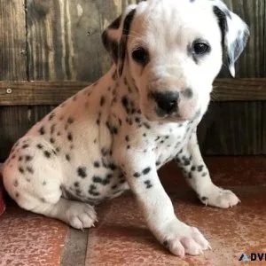 Male and Female Dalmatian Puppies