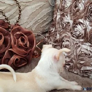 Teacup Chihuahua Puppies For Sale