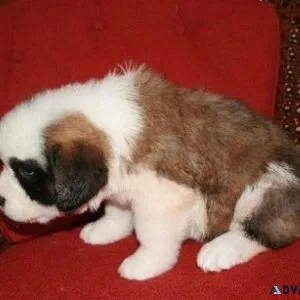 Saint Bernard Puppies For Sale