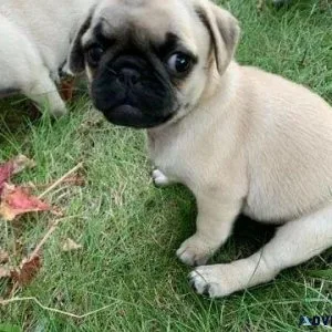 Csh Pugs Puppies For Sale