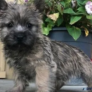 Lovely Cairn Terrier puppies for sale