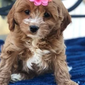 Cute Cavapoo puppies 3 boys and 2 girls available