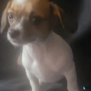 12 week old chihuahua  girl puppie had frist shot