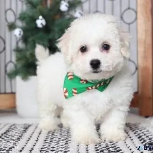 Beautiful Bichon Frise puppies