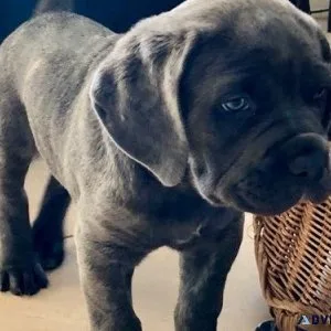 Adorable Cane Corso puppies for sale