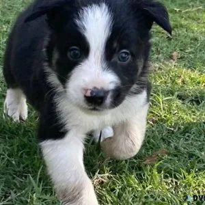 Ready Now Border Collie puppies for lovely homes.