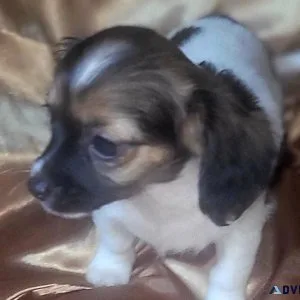 12 weeks old girl chihuahua