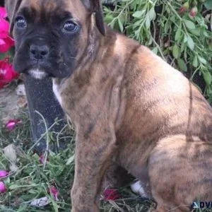 Adorable Boxer puppies for sale