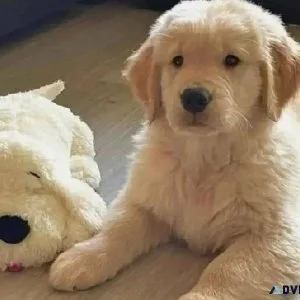 Stunning Golden Retriever Pupz