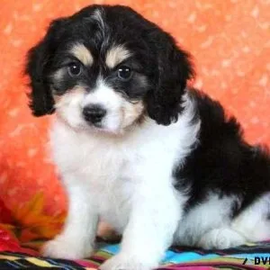 APRI reg. Cavachon puppies 3 boys and 2 girls available